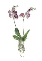 Phalaenopsis II